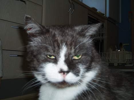 Huskat Bamse *død 14/9-2010* billede 11