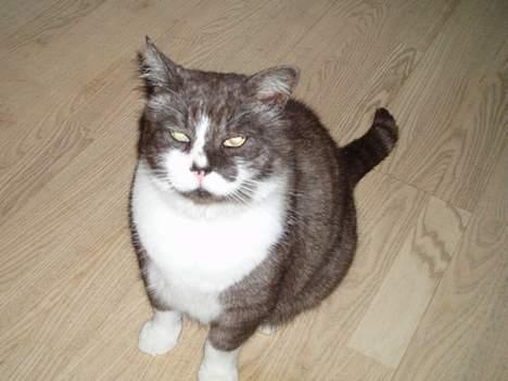 Huskat Bamse *død 14/9-2010* billede 12