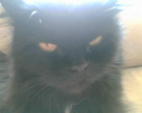 Perser Bambi  +1992-2008 + - jeg synes godt nok jeg er ved at være træt af, at få taget billeder hele tiden..... billede 16