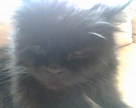 Perser Bambi  +1992-2008 + - uha jeg bliver altså lidt genert når folk kigger på mig.... billede 17