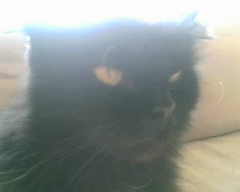 Perser Bambi  +1992-2008 + - Bambi er virkelig på vagt.....så pas bare på..... billede 18