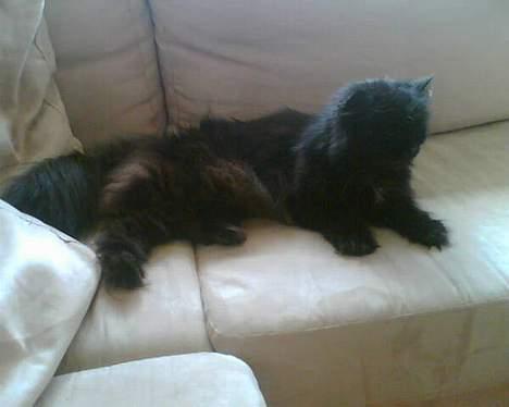 Perser Bambi  +1992-2008 + - Man kan godt blive træt engang imellem, når man er en flot kat som Bambi... billede 19