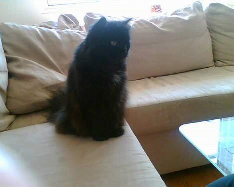 Perser Bambi  +1992-2008 + - Jeg låner lige en lille del af sofaen.....håber ikke det gør noget? billede 20