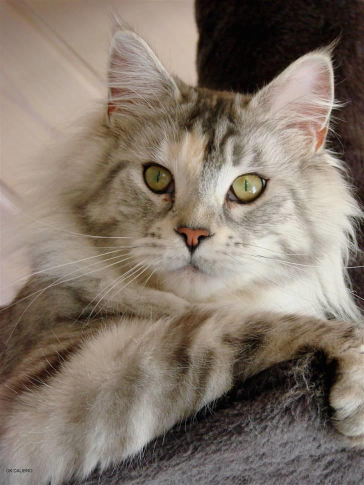 Maine Coon DK Brogrens´s Zion - Zion 13 mdr billede 1