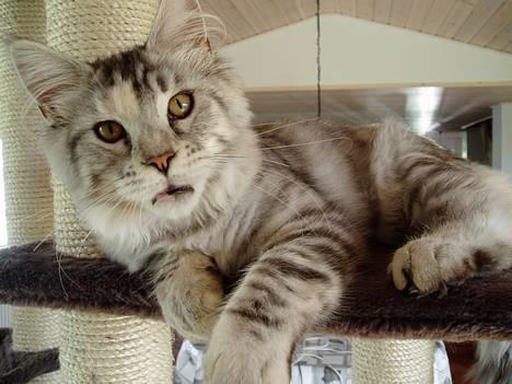 Maine Coon DK Brogrens´s Zion - Zion 5 mdr. billede 2