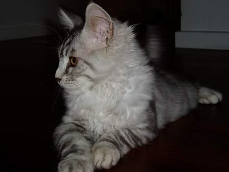 Maine Coon DK Brogrens´s Zion - Zion 4 mdr billede 3