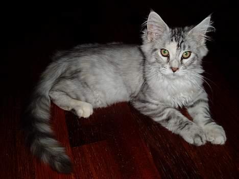 Maine Coon DK Brogrens´s Zion - Zion 4 mdr. billede 4