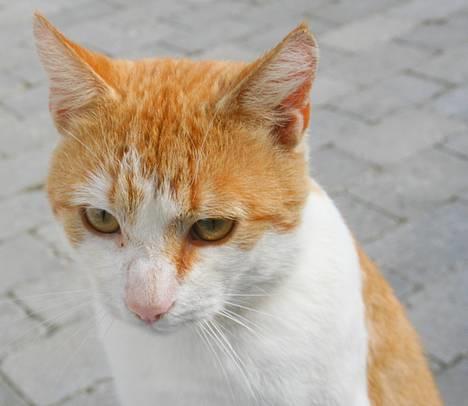 Blanding af racer Bølle billede 1