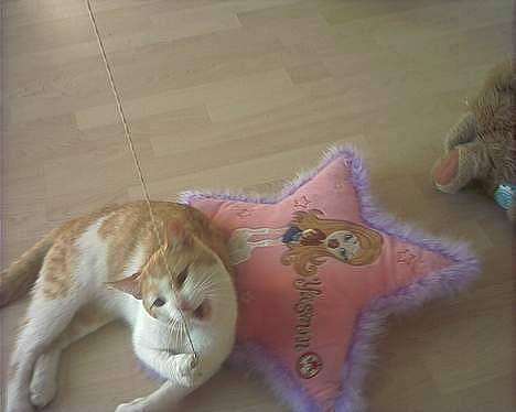 Blanding af racer Bølle - når er det dig igen men nu har jeg dig  billede 2