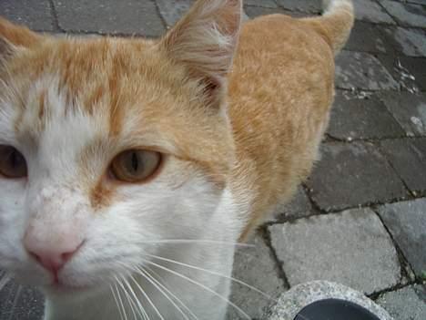 Blanding af racer Bølle - du skal da også ha et tæt på migg billede 3