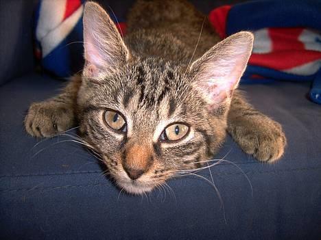 Huskat Mille - Ligger lige og slapper af billede 8