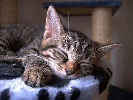 Huskat Mille billede 9