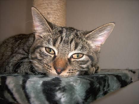 Huskat Mille - Har leget og skal lige have pusten igen *NYT* billede 10