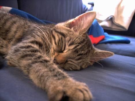 Huskat Mille billede 11