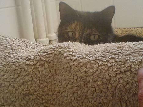 Huskat Gaia - Luske luske luske rundt i bademåtten! (juni 2006) billede 5