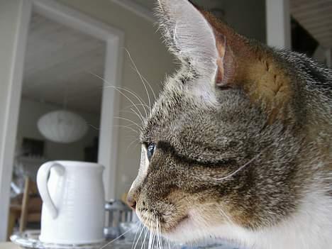 Blanding af racer Sheila - sheila i profil billede 12