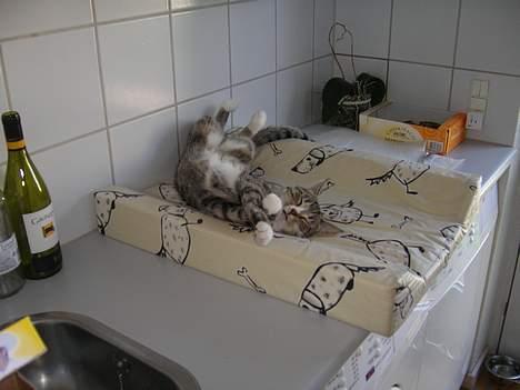 Blanding af racer Sheila - sover i gangen mens vi har hunde besøg;-) billede 13