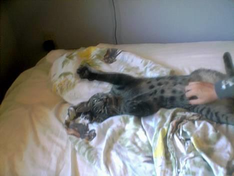 Blanding af racer Pelle <3 - Farlige Lille Pelle i 5. posision. ! <3 billede 1