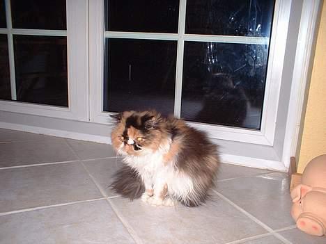 Perser la bool`s stinne - Her er min dejlige nusse kat . billede 1