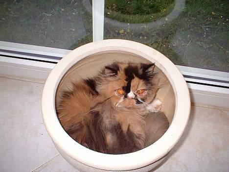 Perser la bool`s stinne - Stinne tager sig en lille lur , i en tom urtepotte  billede 2