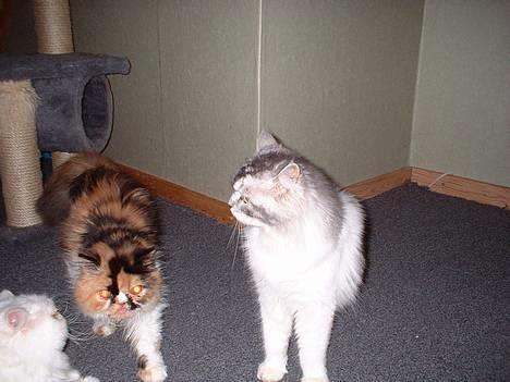 Perser la bool`s stinne - Her er Stinne , mellem 2 andre katte , hun tager det helt roligt , mor passer på hende billede 3