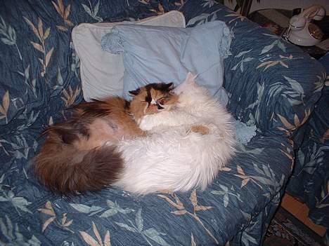 Perser la bool`s stinne - Stinne og Smukke der får en middagslur pote i pote " sødt ikk" billede 4