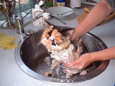 Perser la bool`s stinne - Her er jeg ret uchamerende , men min mor siger at jeg skal bades engang imellem uha , det er væmmeligt billede 5