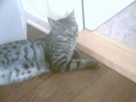 Blanding af racer Pelle <3 - slapper lige lidt af ! <3 billede 2