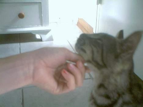 Blanding af racer Pelle <3 - lille pelle :) billede 3