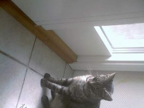 Blanding af racer Pelle <3 - Pelle venter på at komme ud <3 billede 4