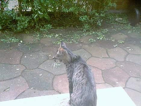 Blanding af racer Pelle <3 - endelig ude :):) billede 5