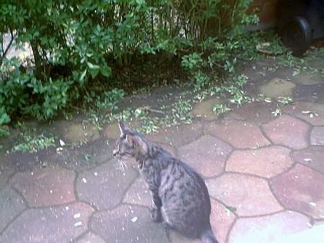 Blanding af racer Pelle <3 - lidt længere ude <´3 billede 6