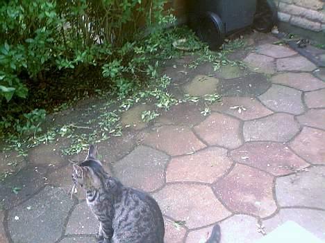 Blanding af racer Pelle <3 - Pelle min <3 billede 7