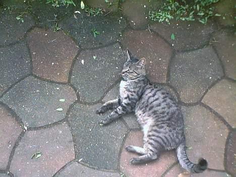 Blanding af racer Pelle <3 - " årrrh hvor er jeg bare søvnig !" <3 billede 8