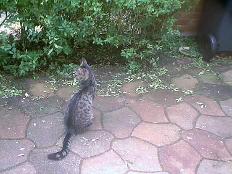 Blanding af racer Pelle <3 - <3 billede 9