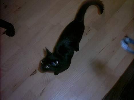 Huskat Smukke billede 1