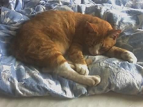 Huskat Pjævs - så sover han igen billede 4