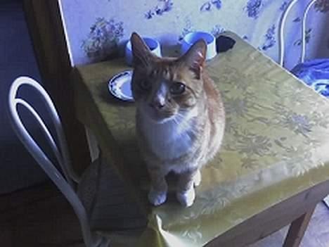 Huskat Pjævs - her sidder han og tigger efter mad. billede 5