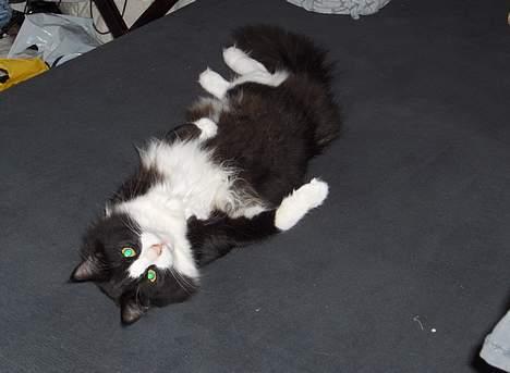 Norsk Skovkat Basil billede 5