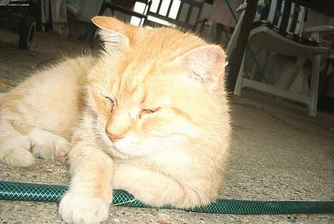 Blanding af racer Guffe  billede 3