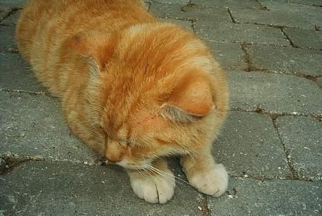 Blanding af racer Guffe  - er jeg ik sød billede 4