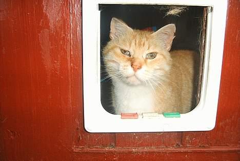 Blanding af racer Guffe  - bøh billede 5