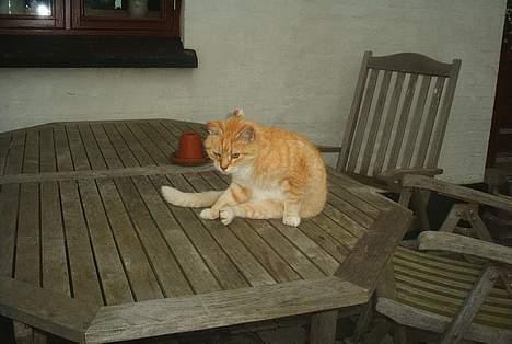 Blanding af racer Guffe  - må jeg ik være i bad  billede 6