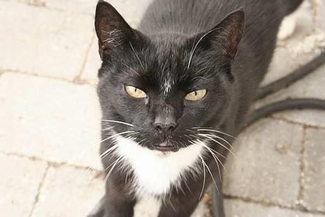 Blanding af racer Sorte billede 1