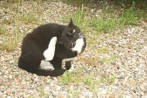 Blanding af racer Sorte billede 2