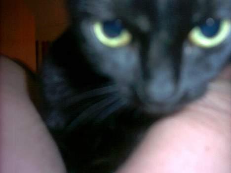 Huskat Smukke billede 2