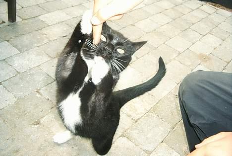 Blanding af racer Sorte billede 3