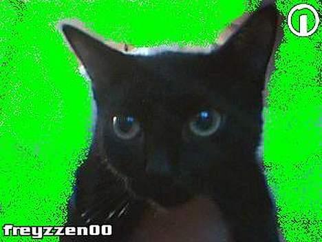 Huskat Smukke billede 3