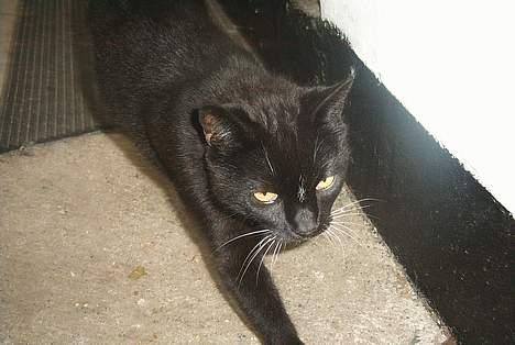 Blanding af racer Sorte billede 4