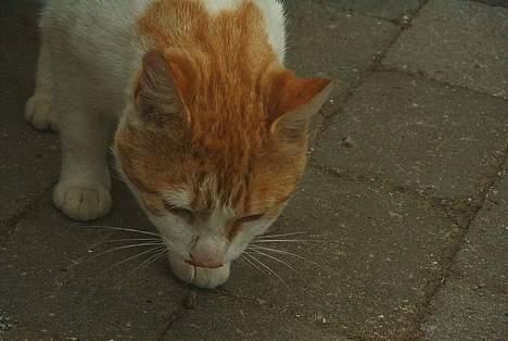 Blanding af racer Bølle - det dufter laver mor mad billede 4